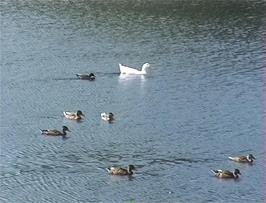Ducks on Hawkridge Reservoir, Aisholt, 30.2 miles into the ride